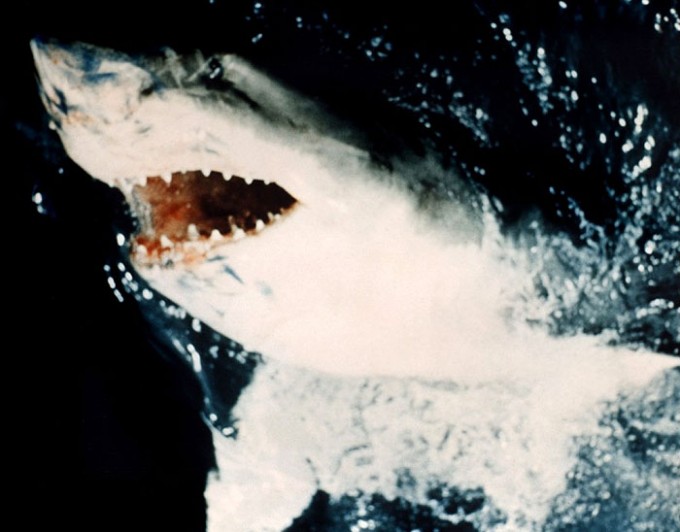 jaws